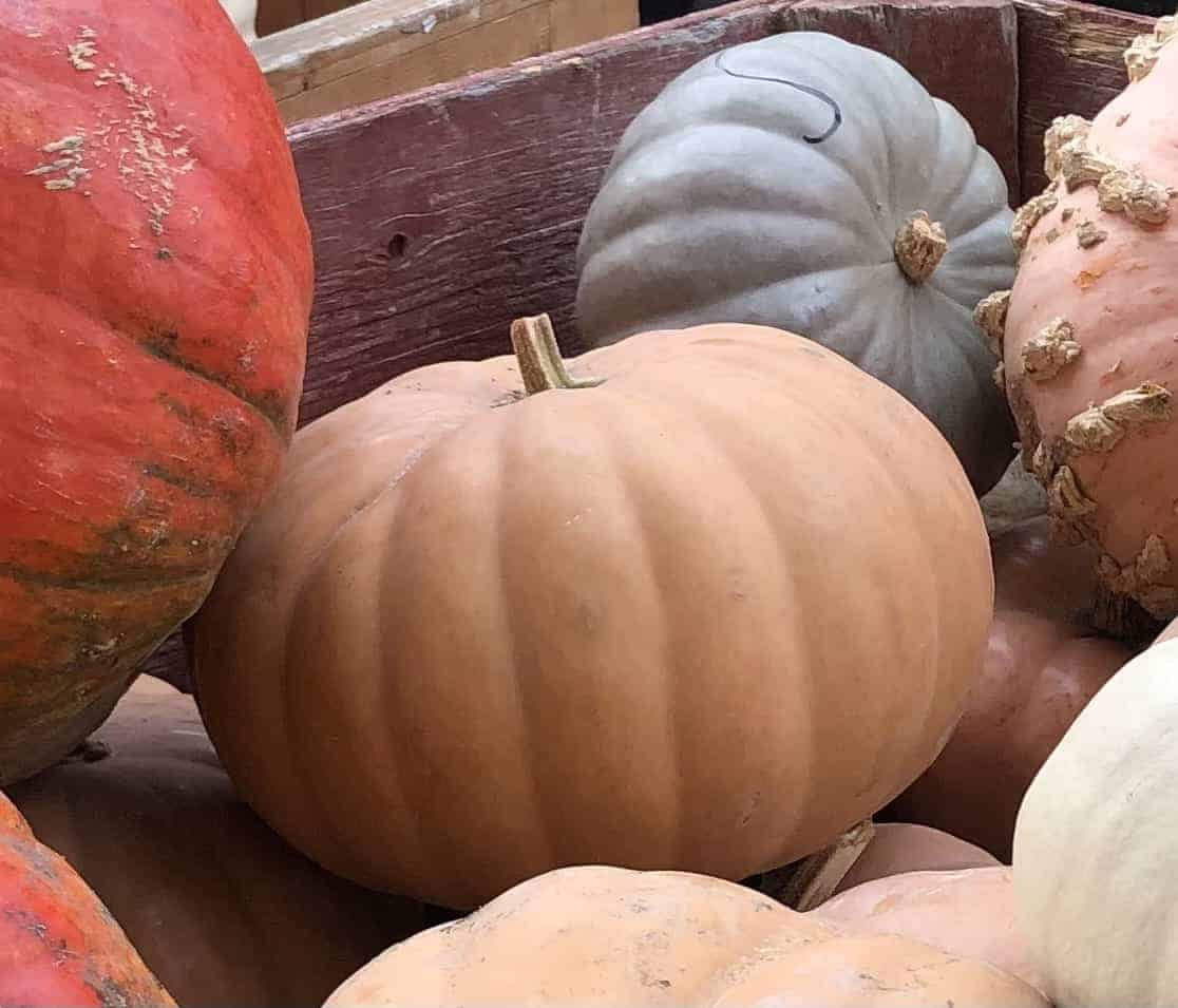 Cheese pumpkin - ornamental and decorative pumpkin varieties