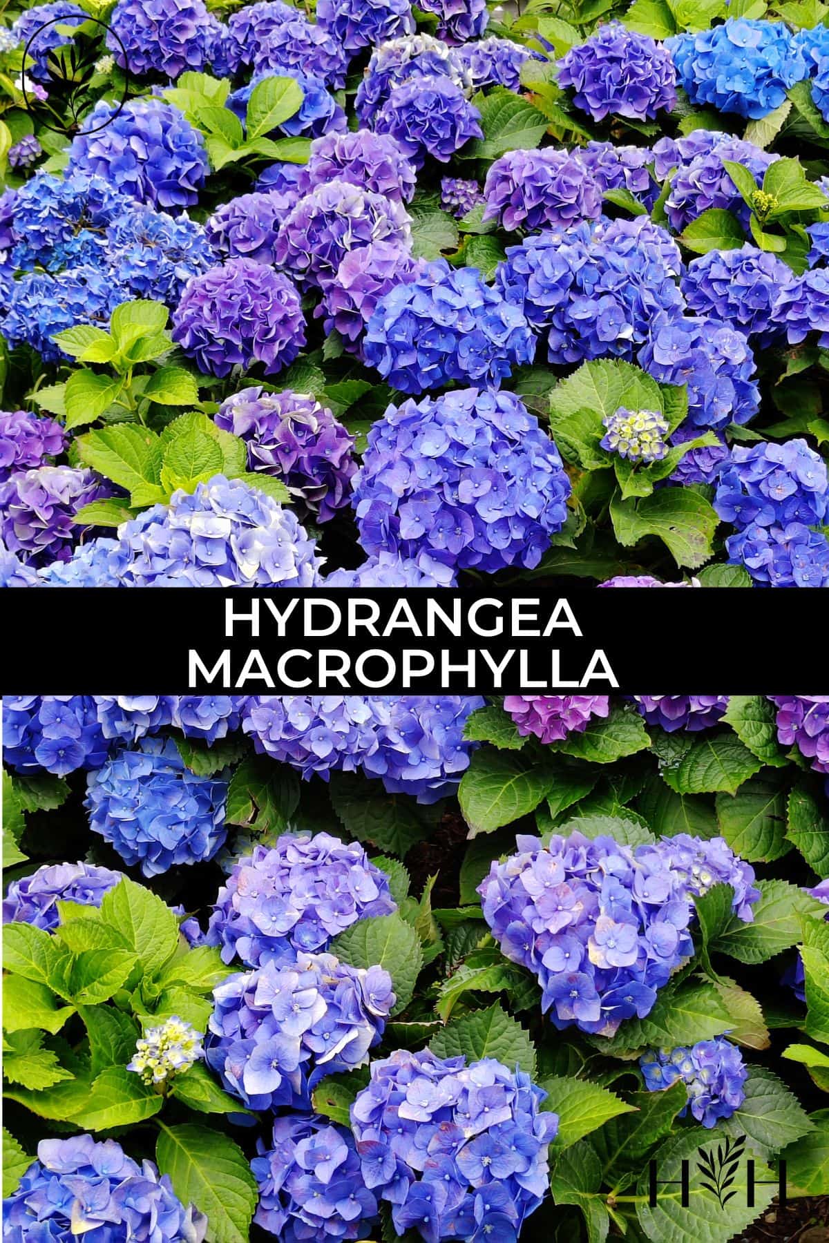 Hydrangea macrophylla via @home4theharvest