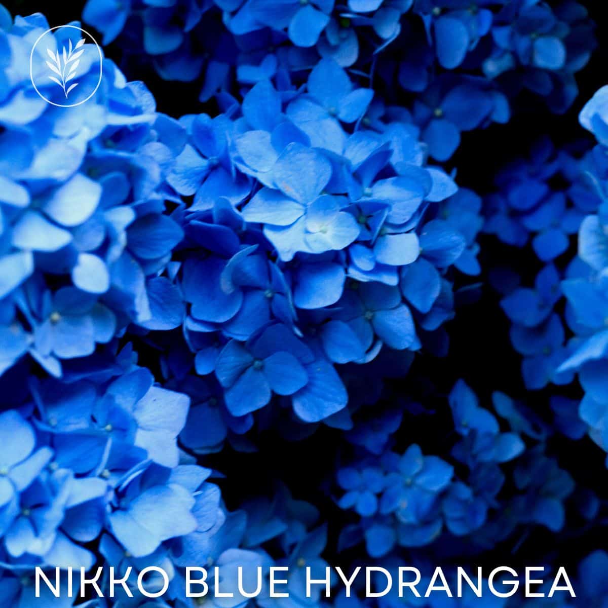 Nikko blue hydrangea via @home4theharvest