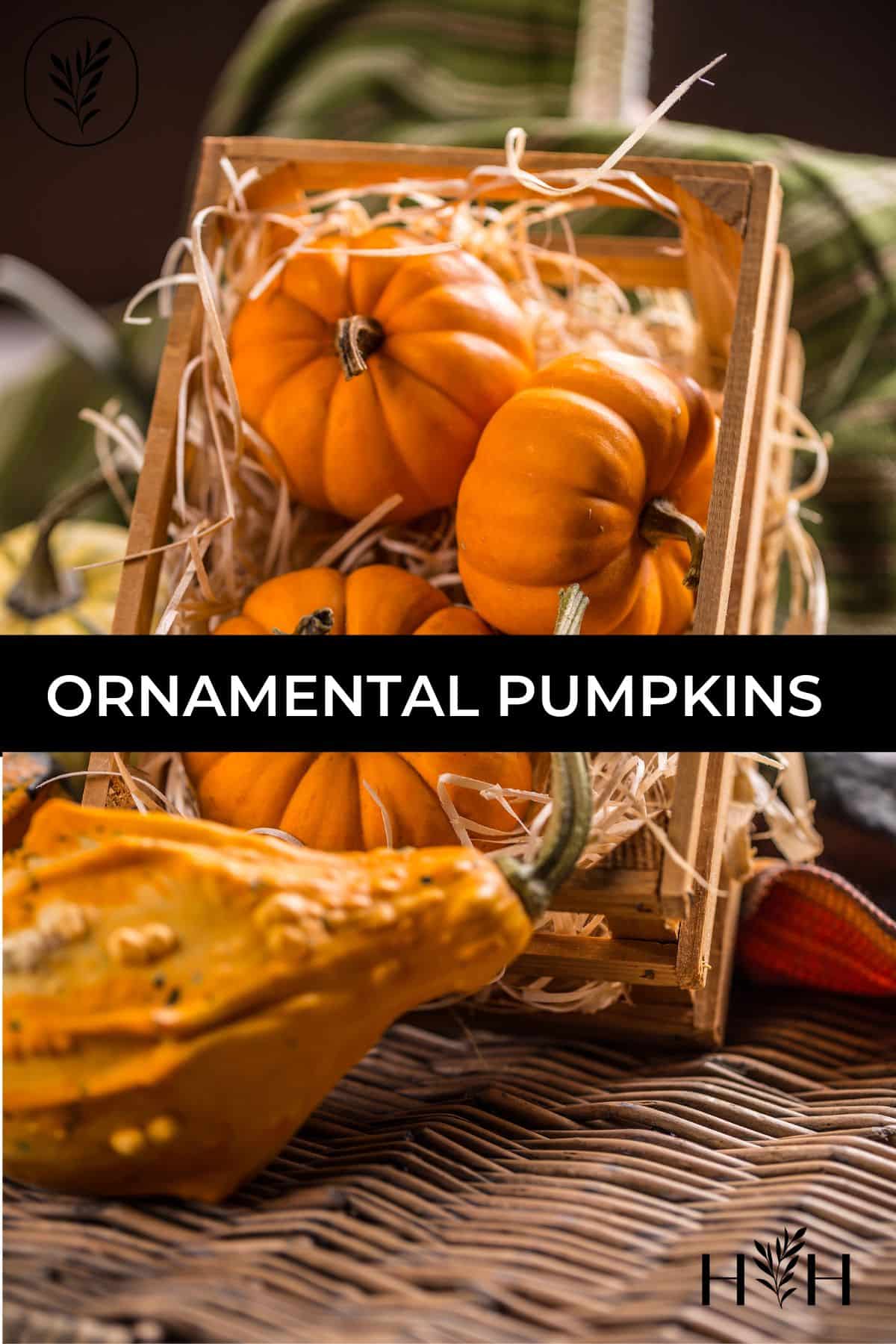 Ornamental pumpkins via @home4theharvest