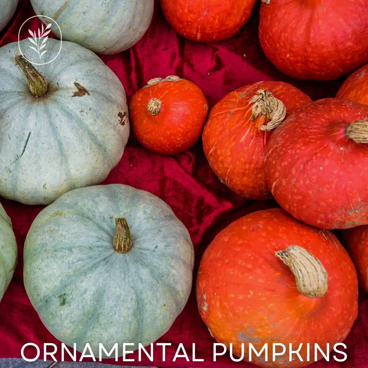 Ornamental pumpkins via @home4theharvest