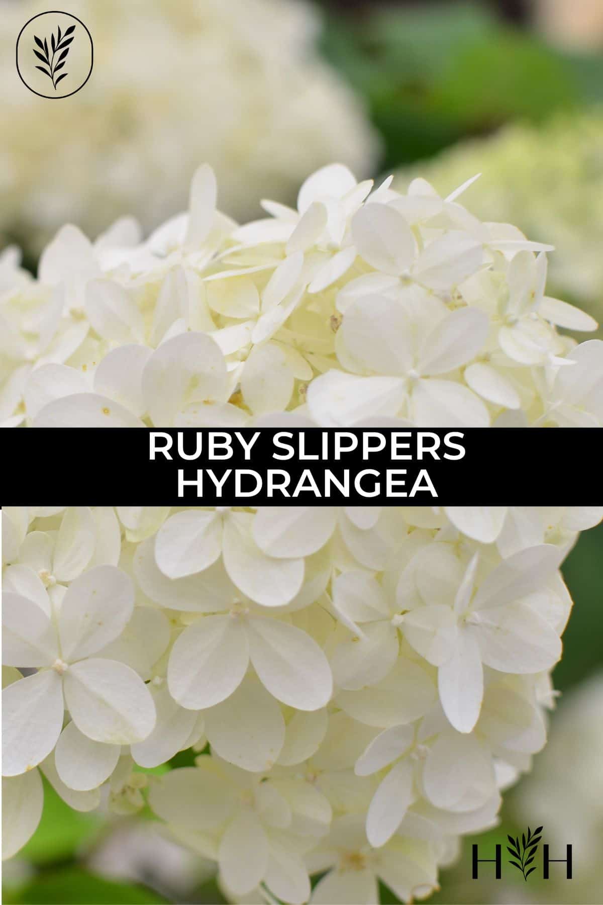 Ruby slippers hydrangea via @home4theharvest