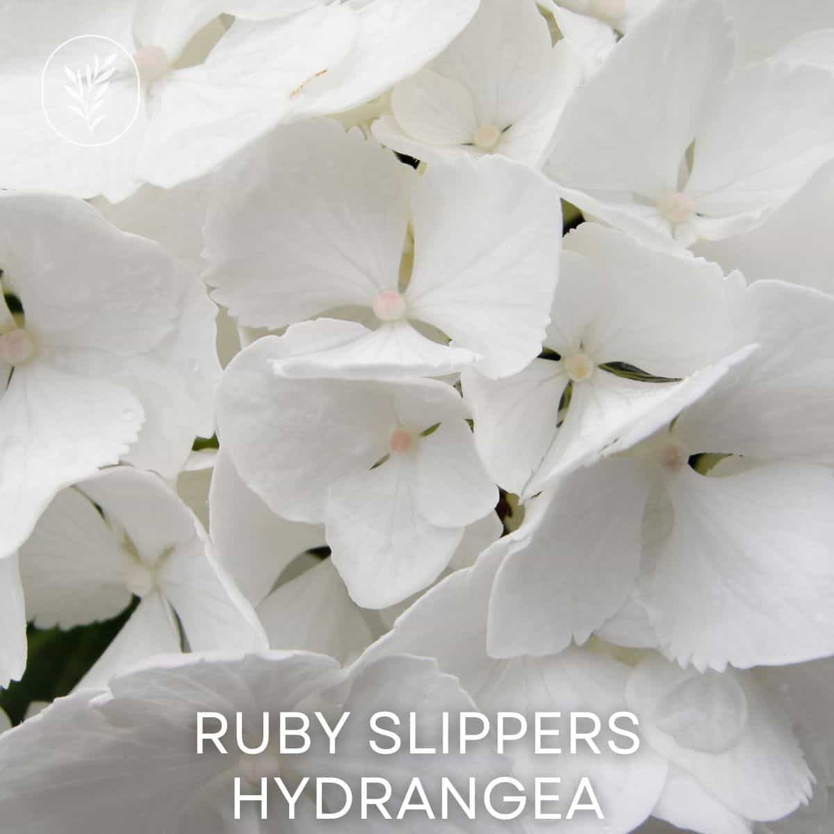 Ruby slippers hydrangea via @home4theharvest