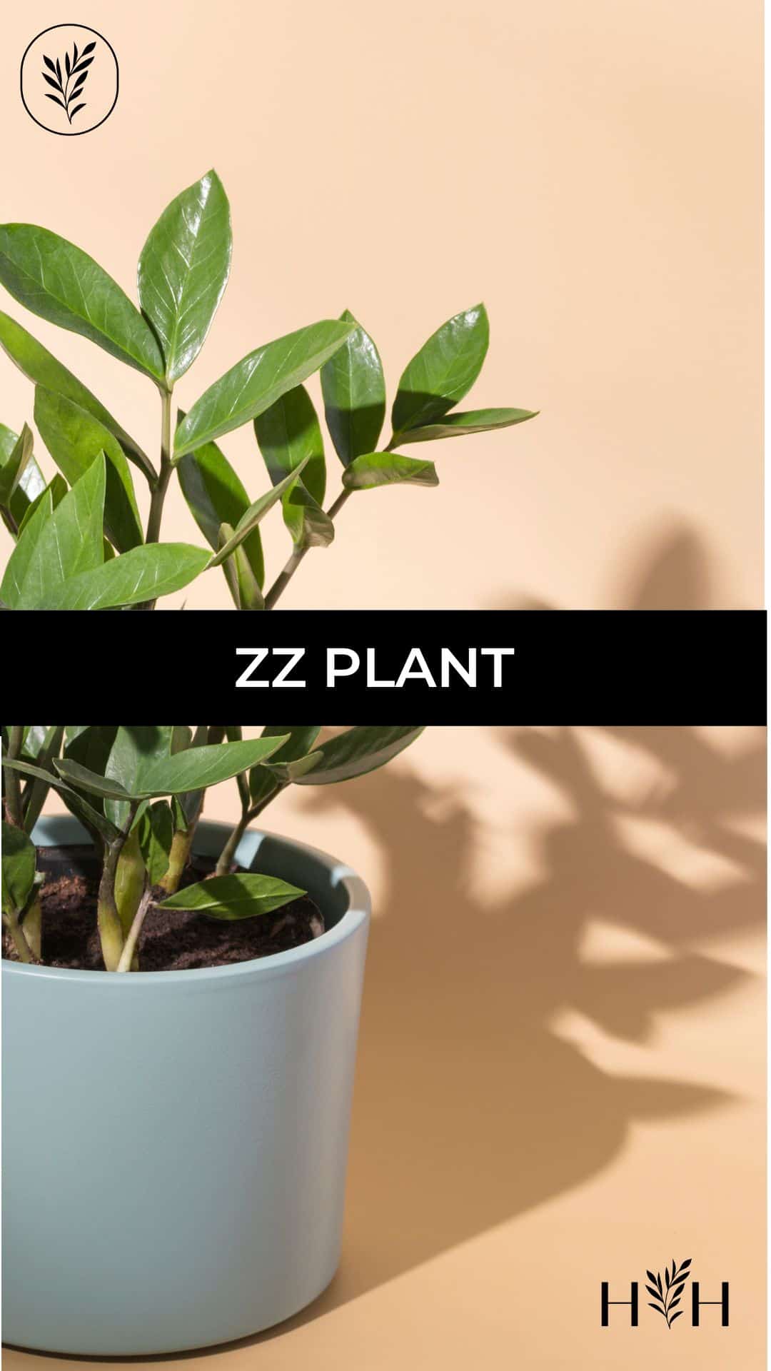 Zz plant via @home4theharvest