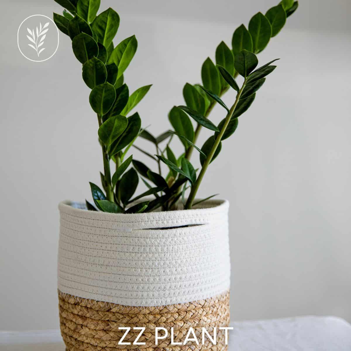 Zz plant via @home4theharvest