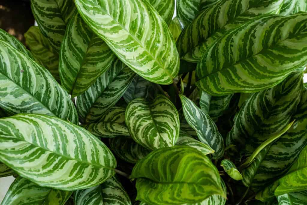 Foliage of chinese evergreen plant