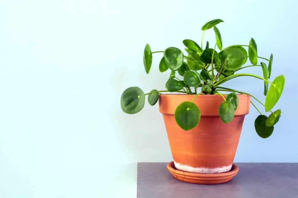 Chinese Money Plant in Terra Cotta Pot