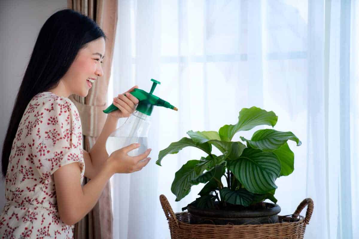 Caring for calathea plants indoors