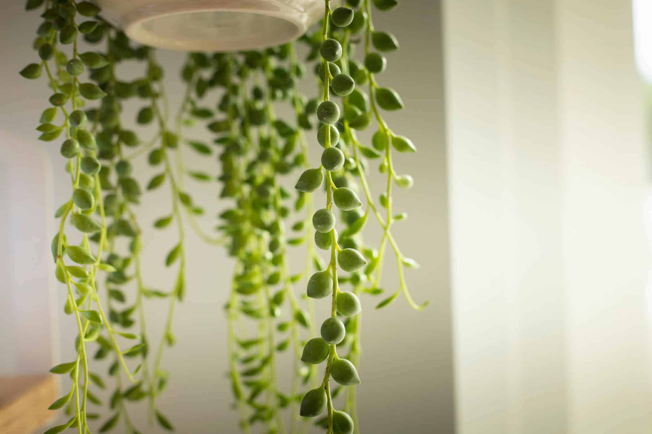 string of pearls plant trailing