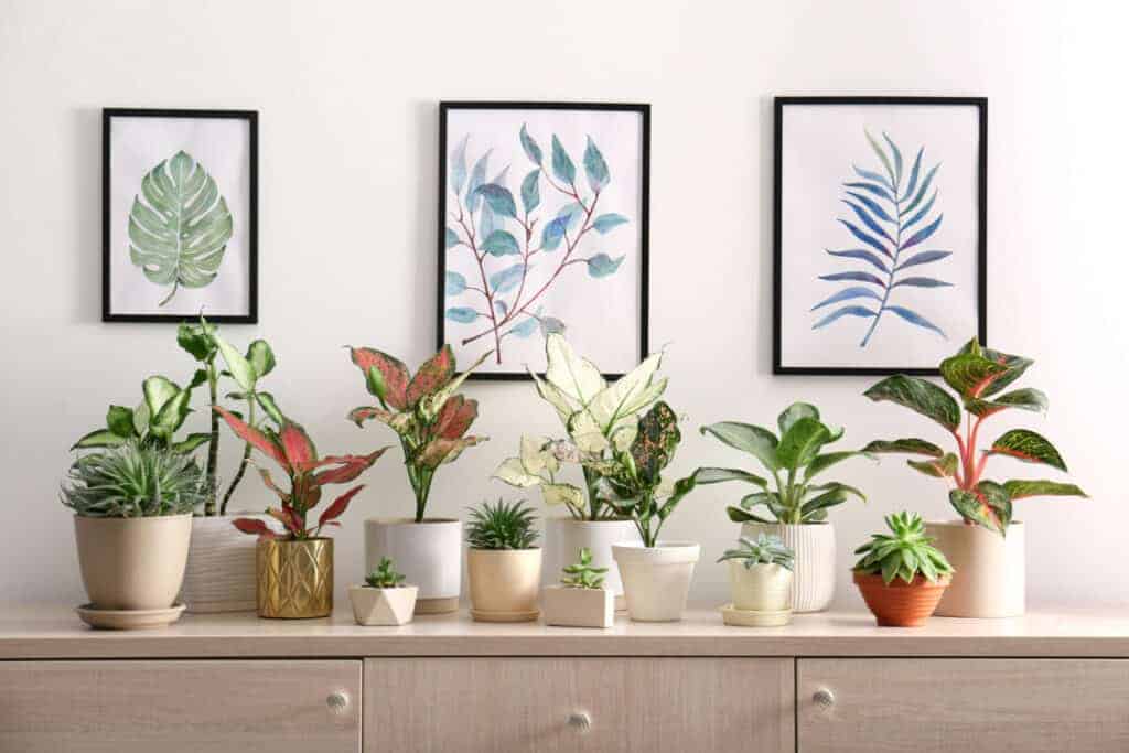 Chinese evergreen plants