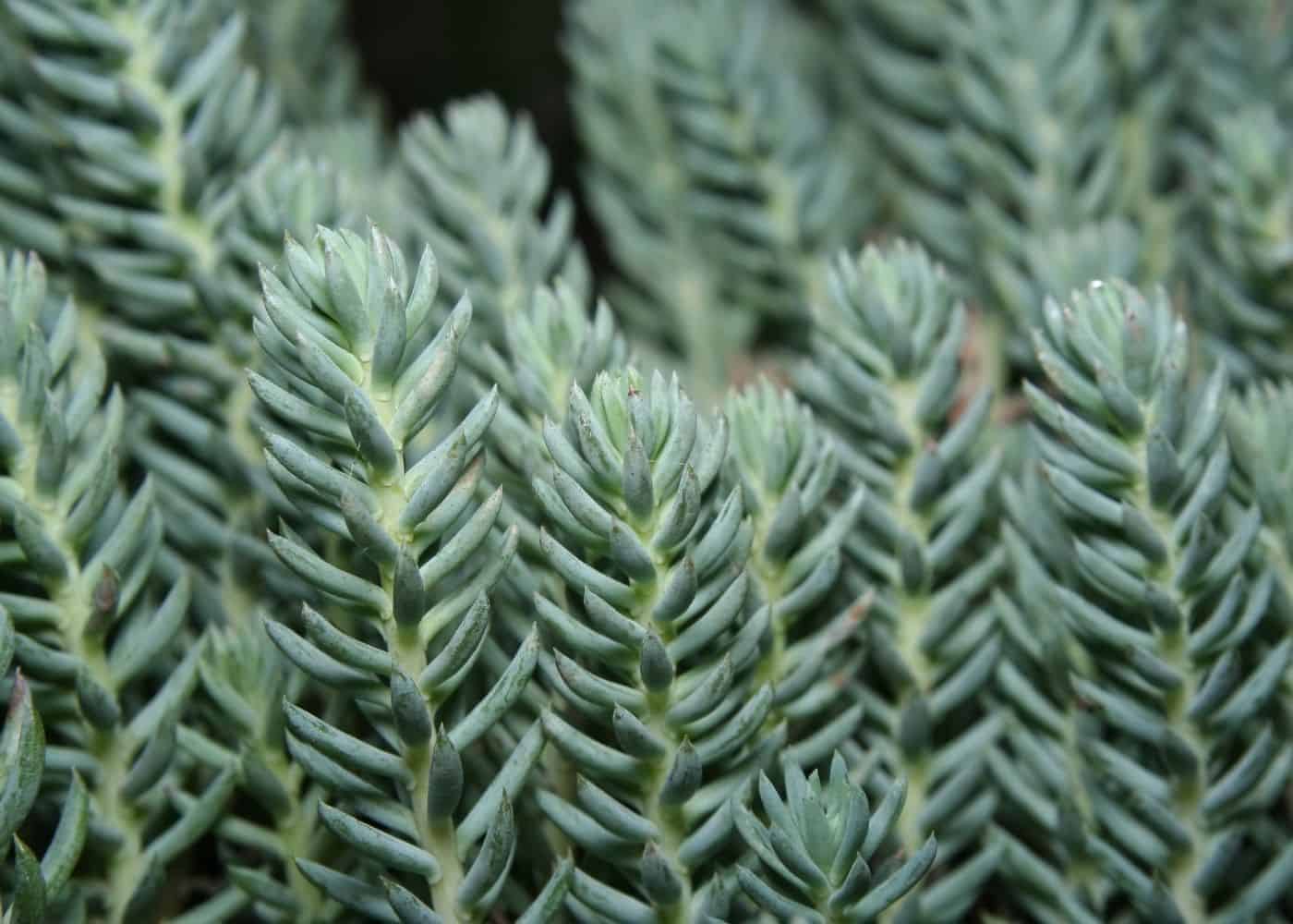 Blue spruce sedum - sedum reflexum 'blue spruce'