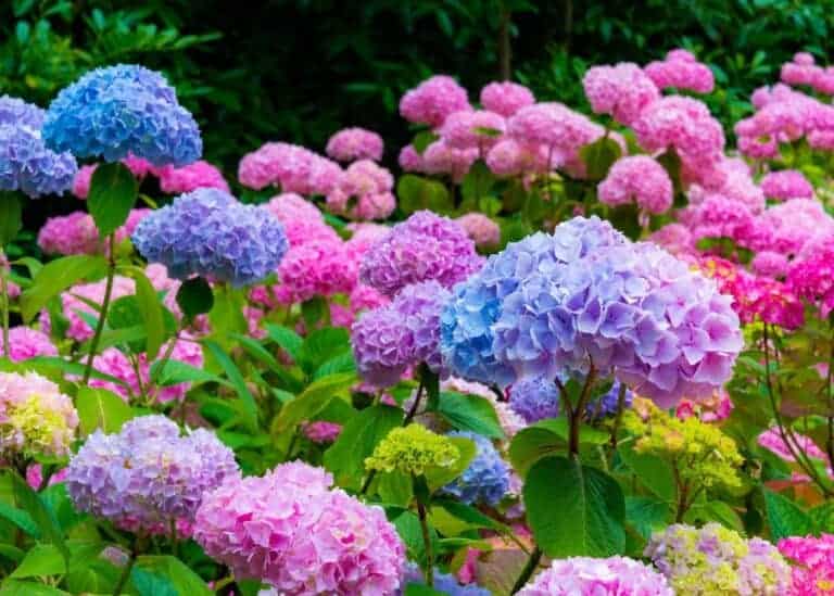 Changing hydrangea flower color with soil amendment ph