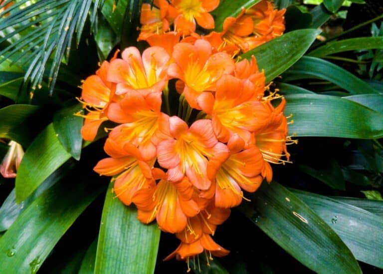 Clivia plant in bloom