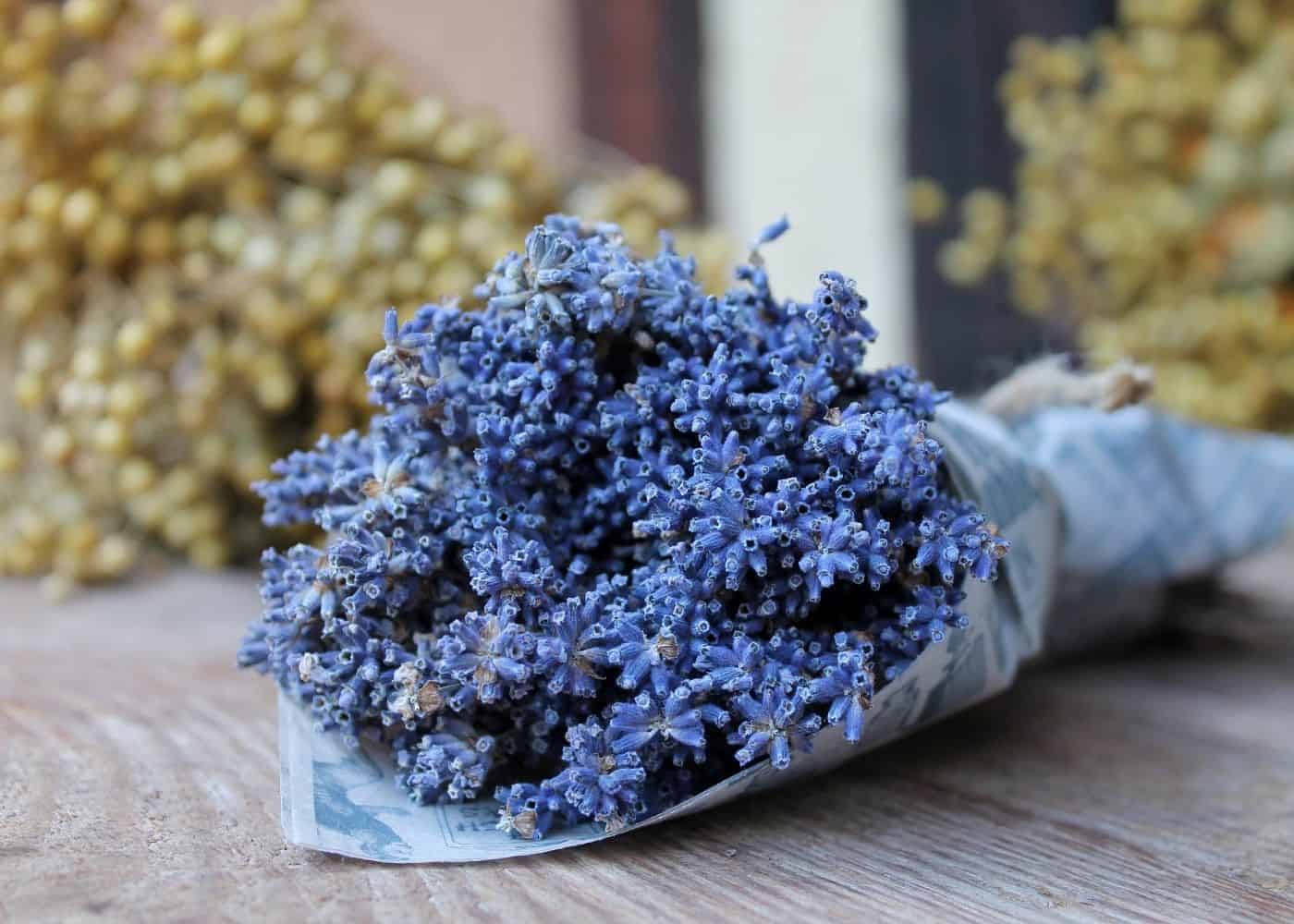 Dried bouquet of english lavender