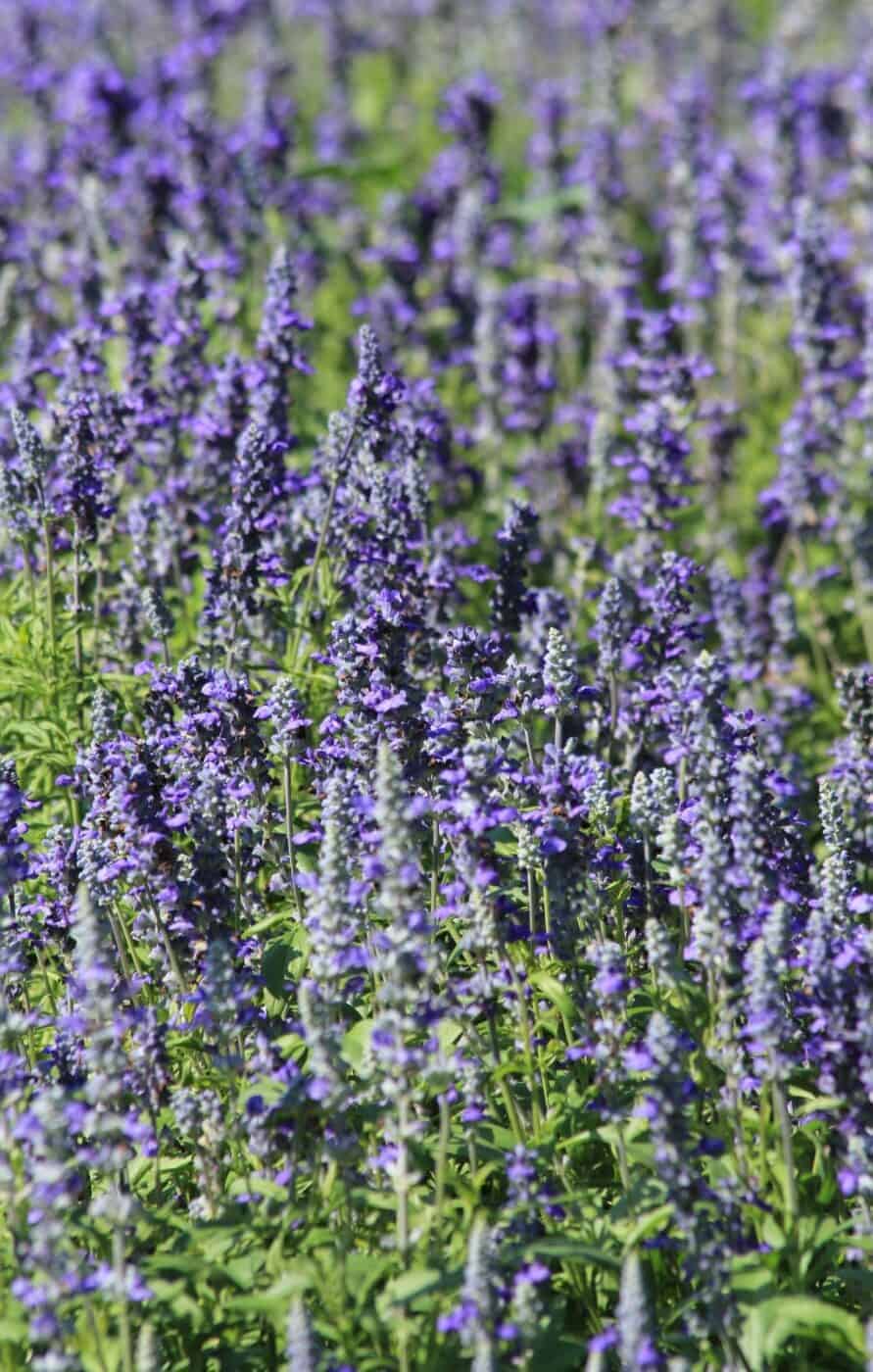 English lavender essentials 🌿 💜 Unlock the secrets to cultivating this aromatic treasure!