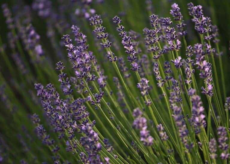 English lavender: Plant care & varieties of Lavandula angustifolia