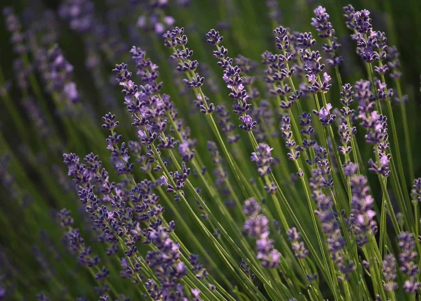 English Lavender - Lavandula angustifolia