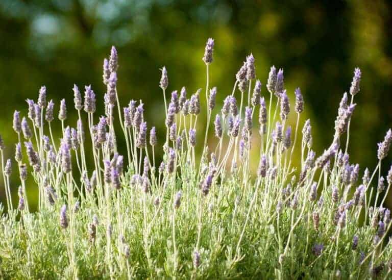 French lavender: A guide to Lavandula dentata