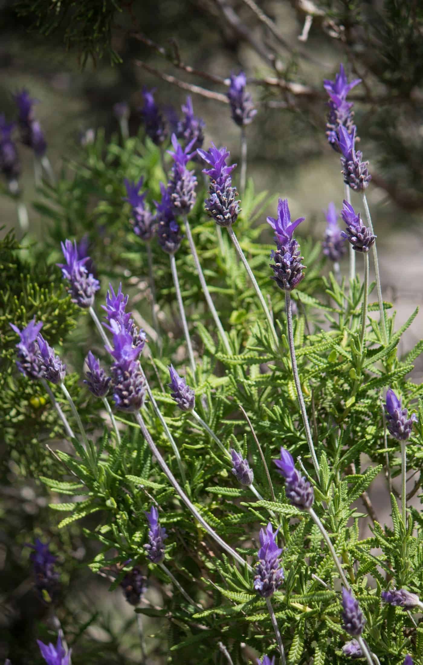 French lavender flowering