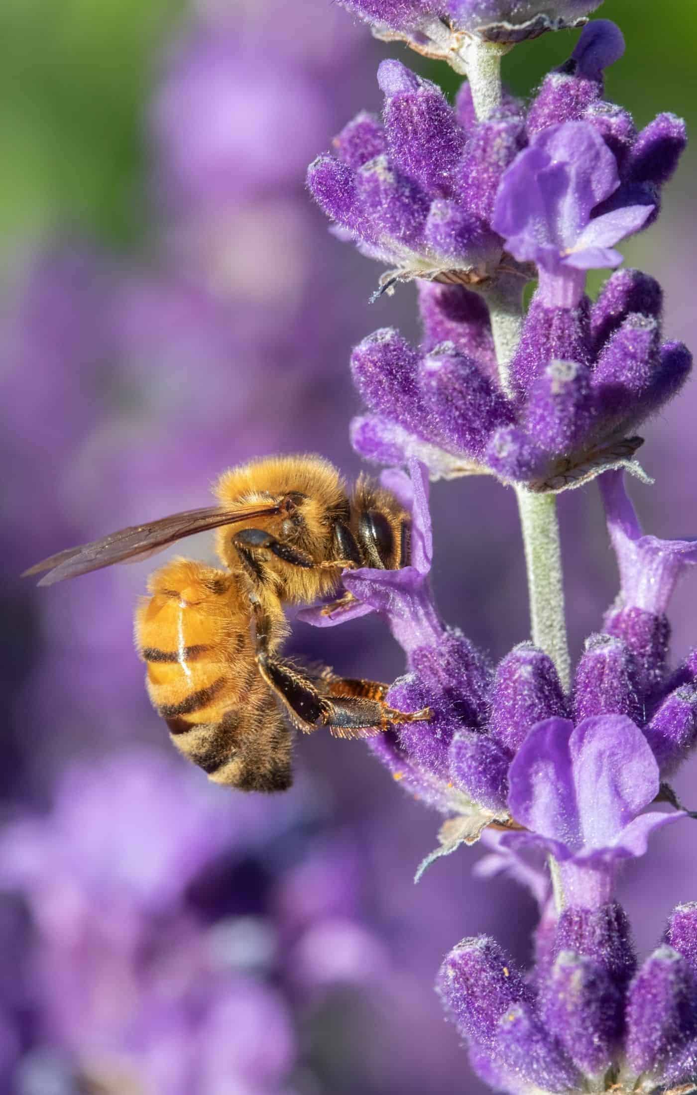 Hidcote lavender with honeybee