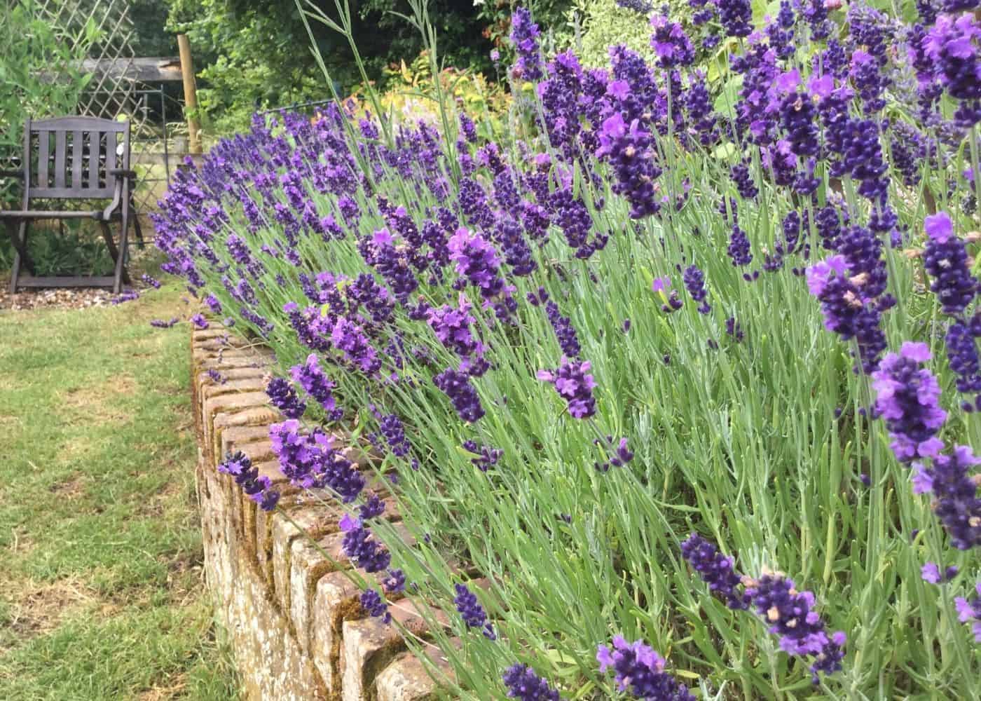Lavendel 100 x Lavandula angustifolia ‚Alba' 1,19 € pro St 