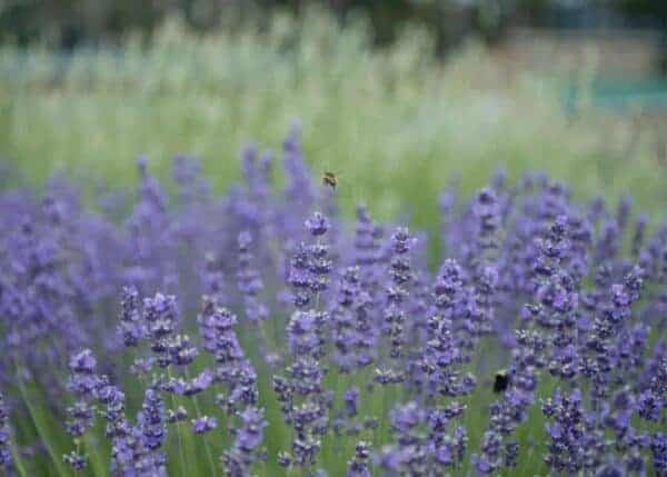 30+ lavender varieties 💜 🌿 TOP picks to find the perfect type for your ...