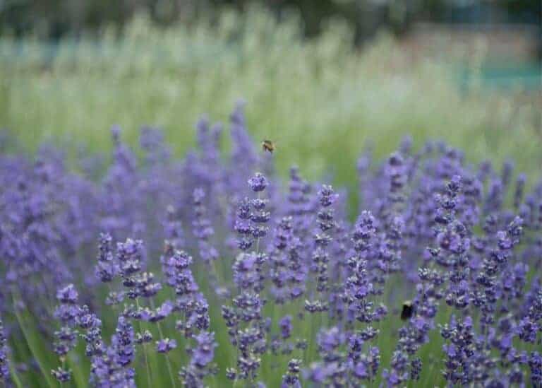 Lavender varieties: 30+ best different lavender cultivars to grow