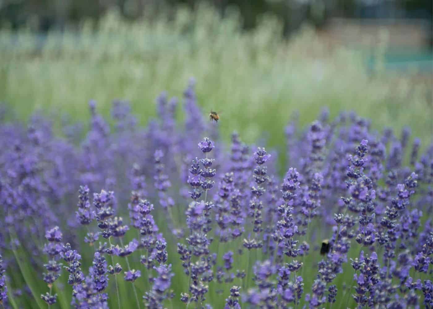 Lavender varieties - munstead lavender