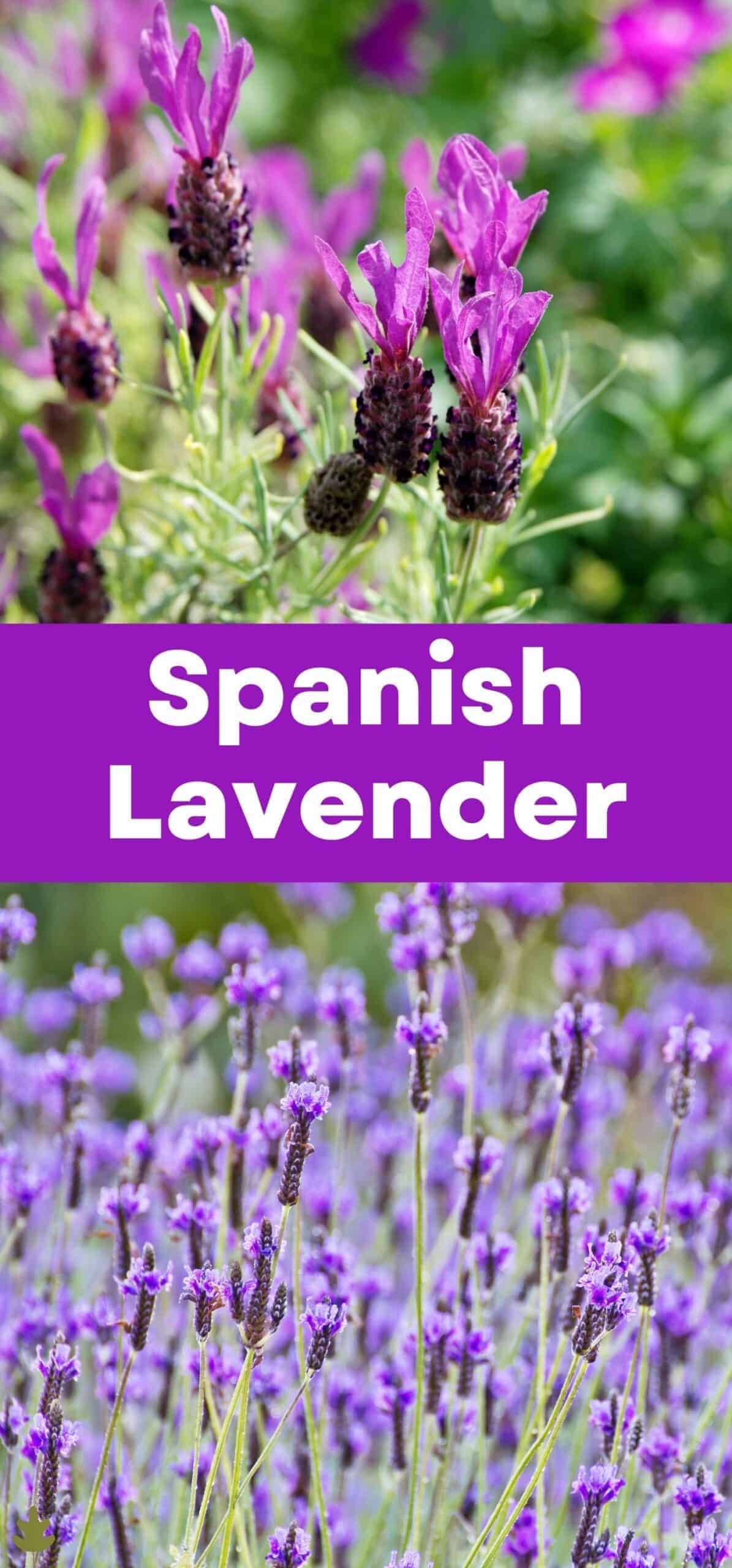 Spanish lavender via @home4theharvest