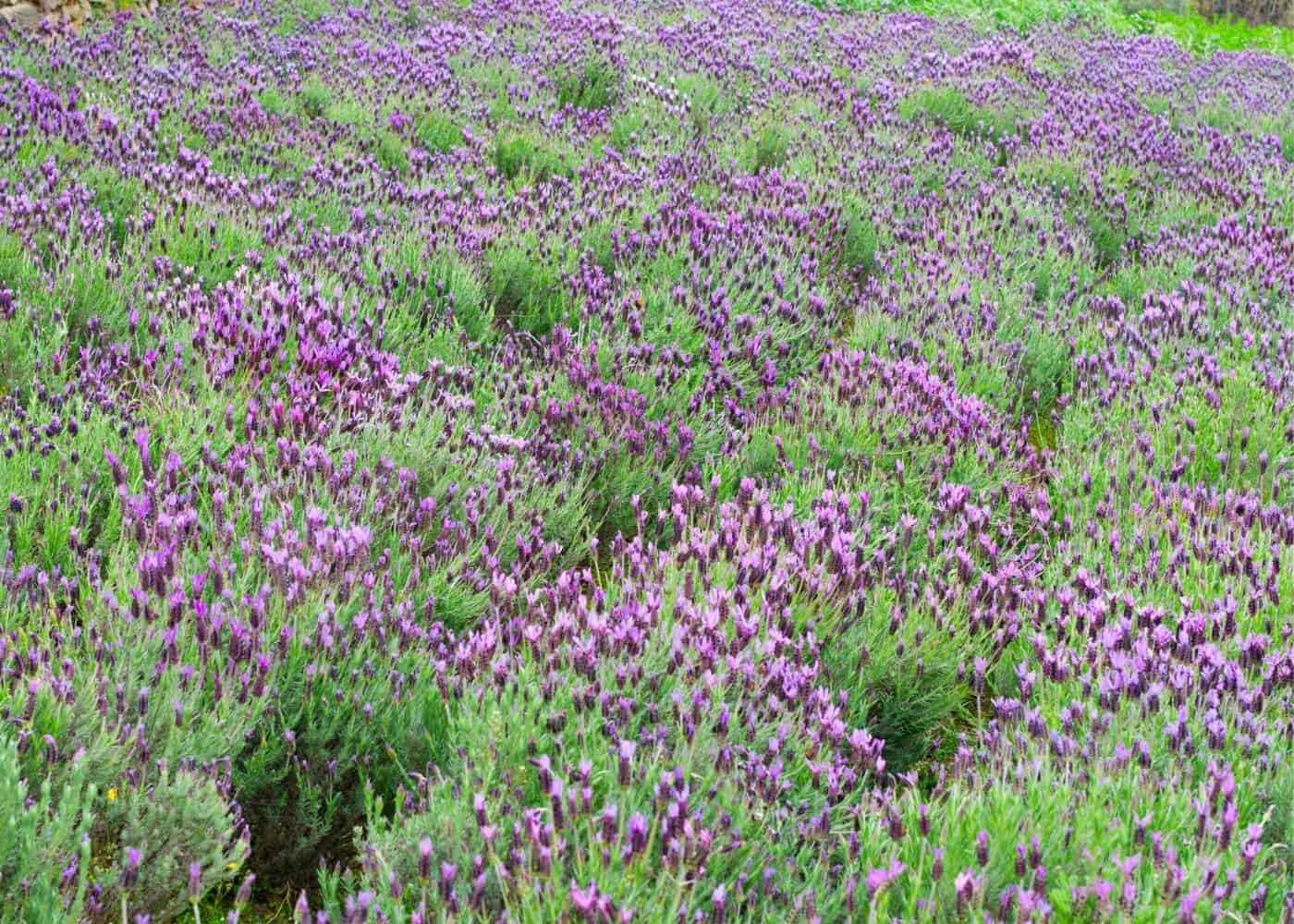 Spanish lavender (lavandula stoechas)