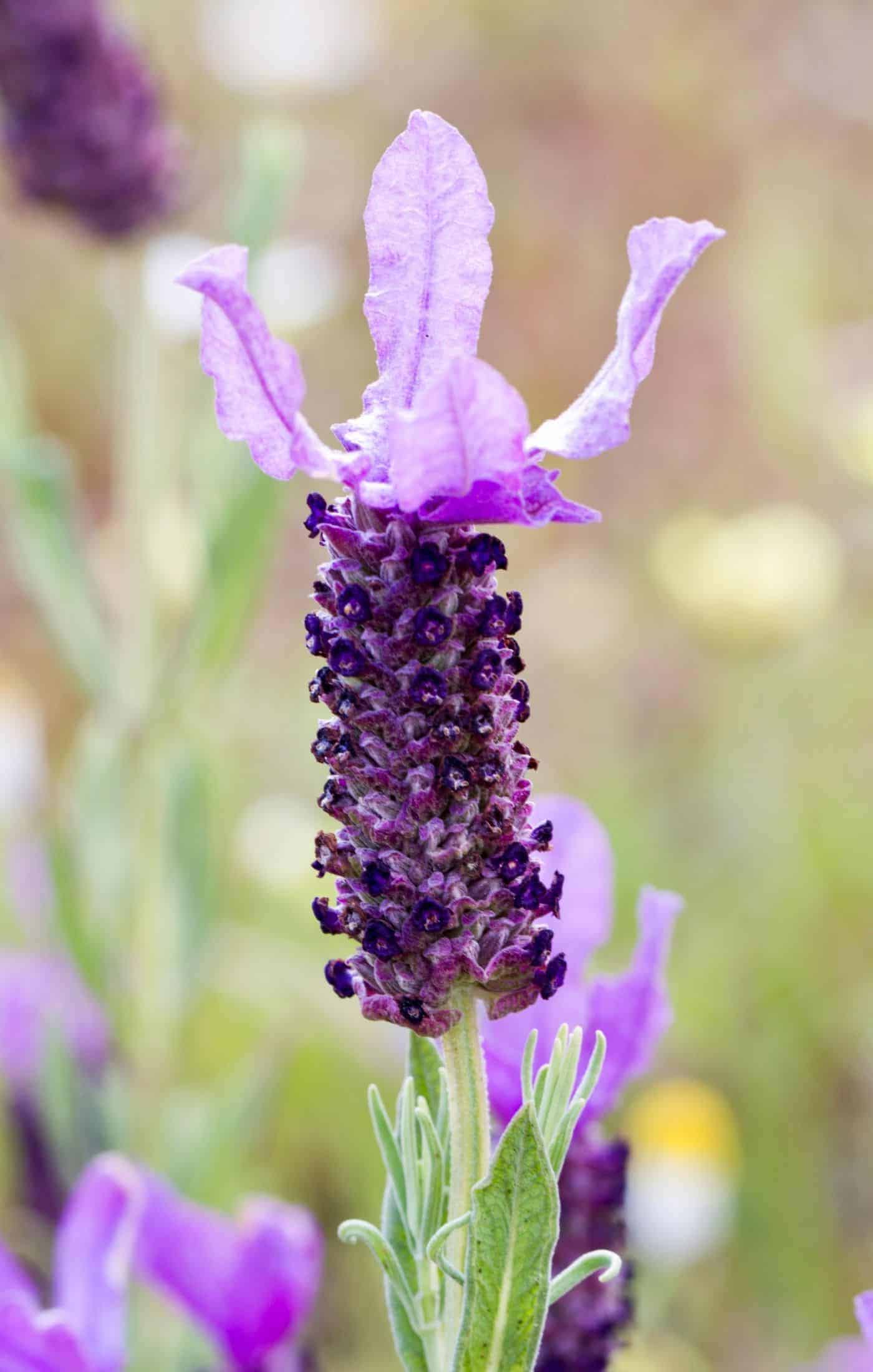 Spanish Lavender Flower