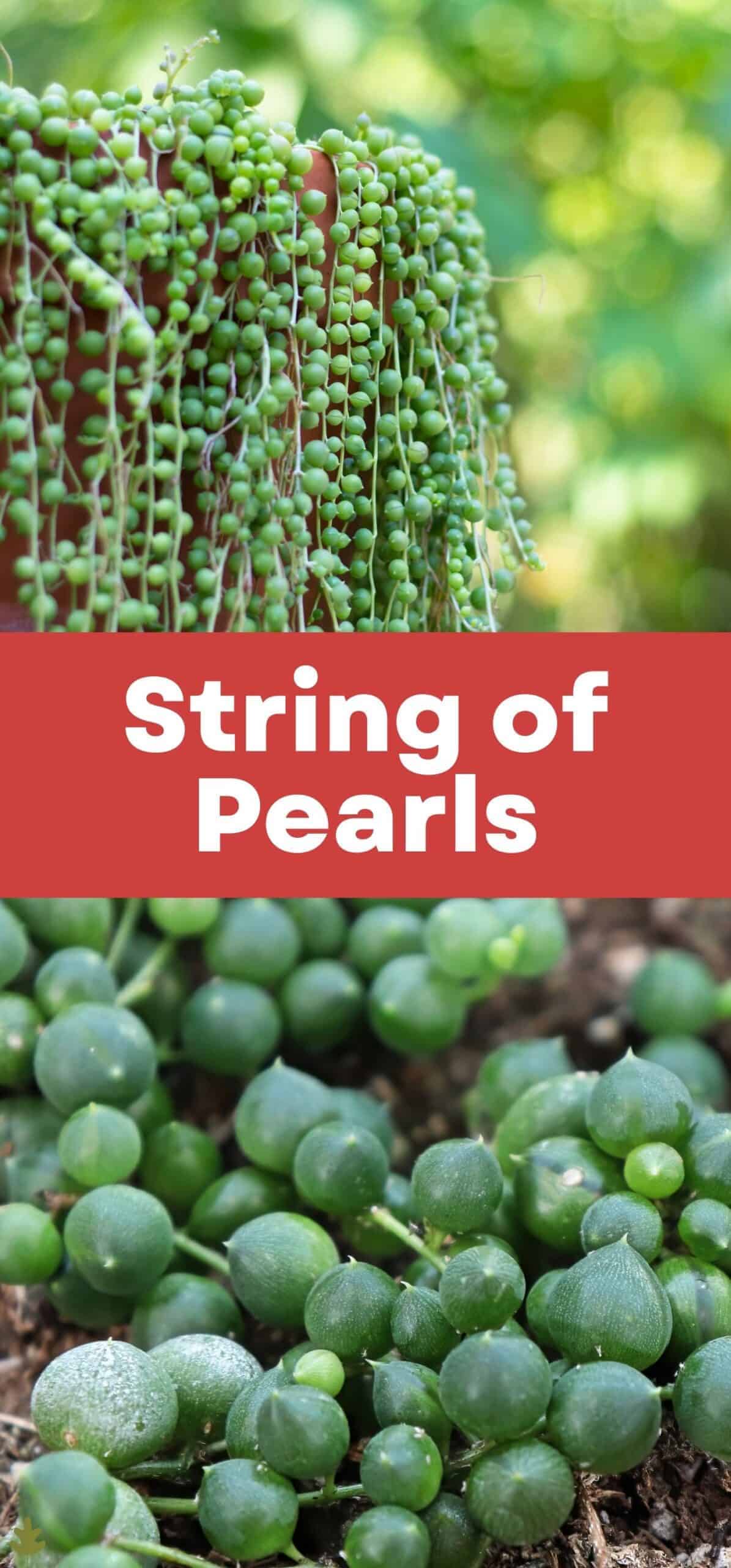 String of Pearls via @home4theharvest