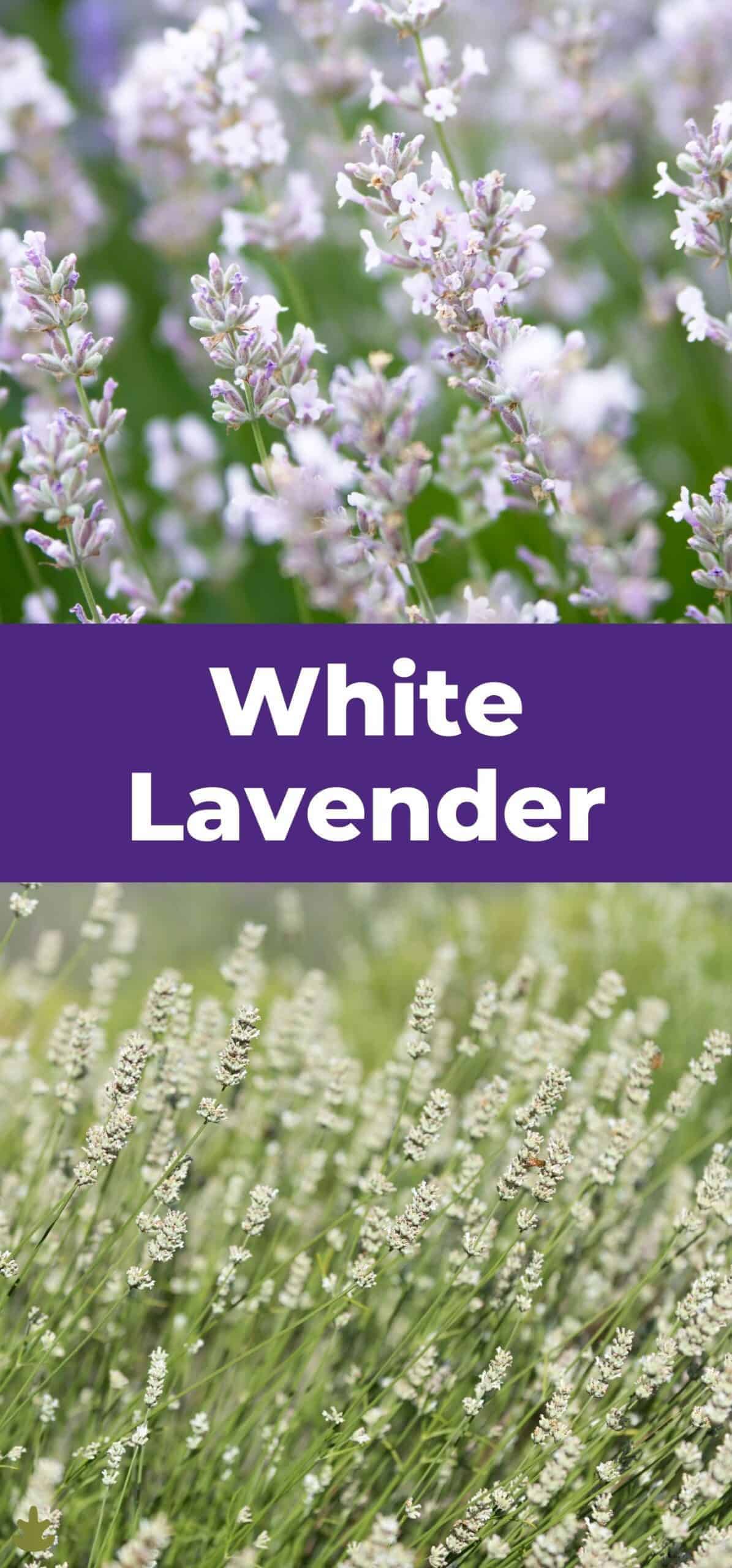 White Lavender via @home4theharvest