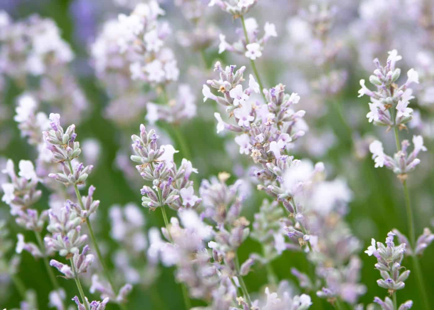 White lavender