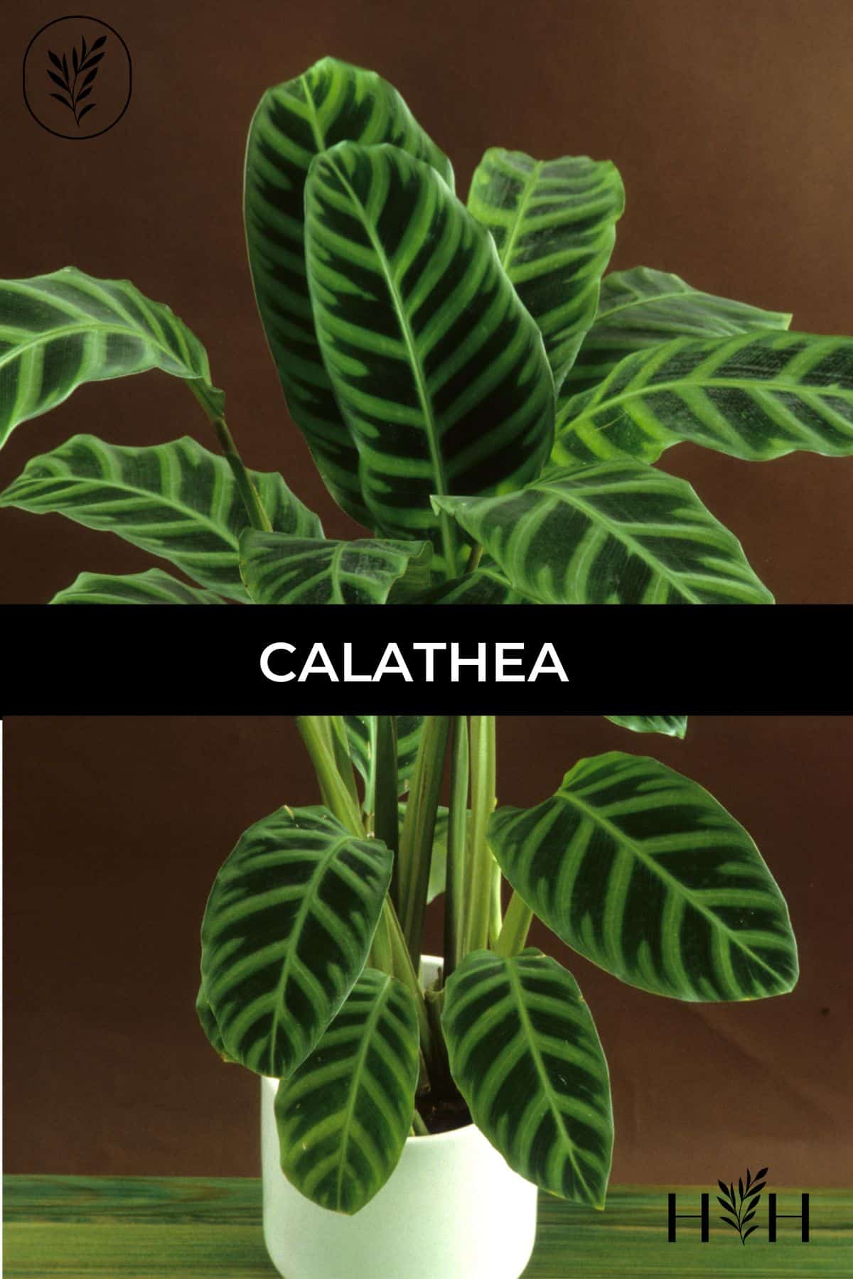 Calathea via @home4theharvest