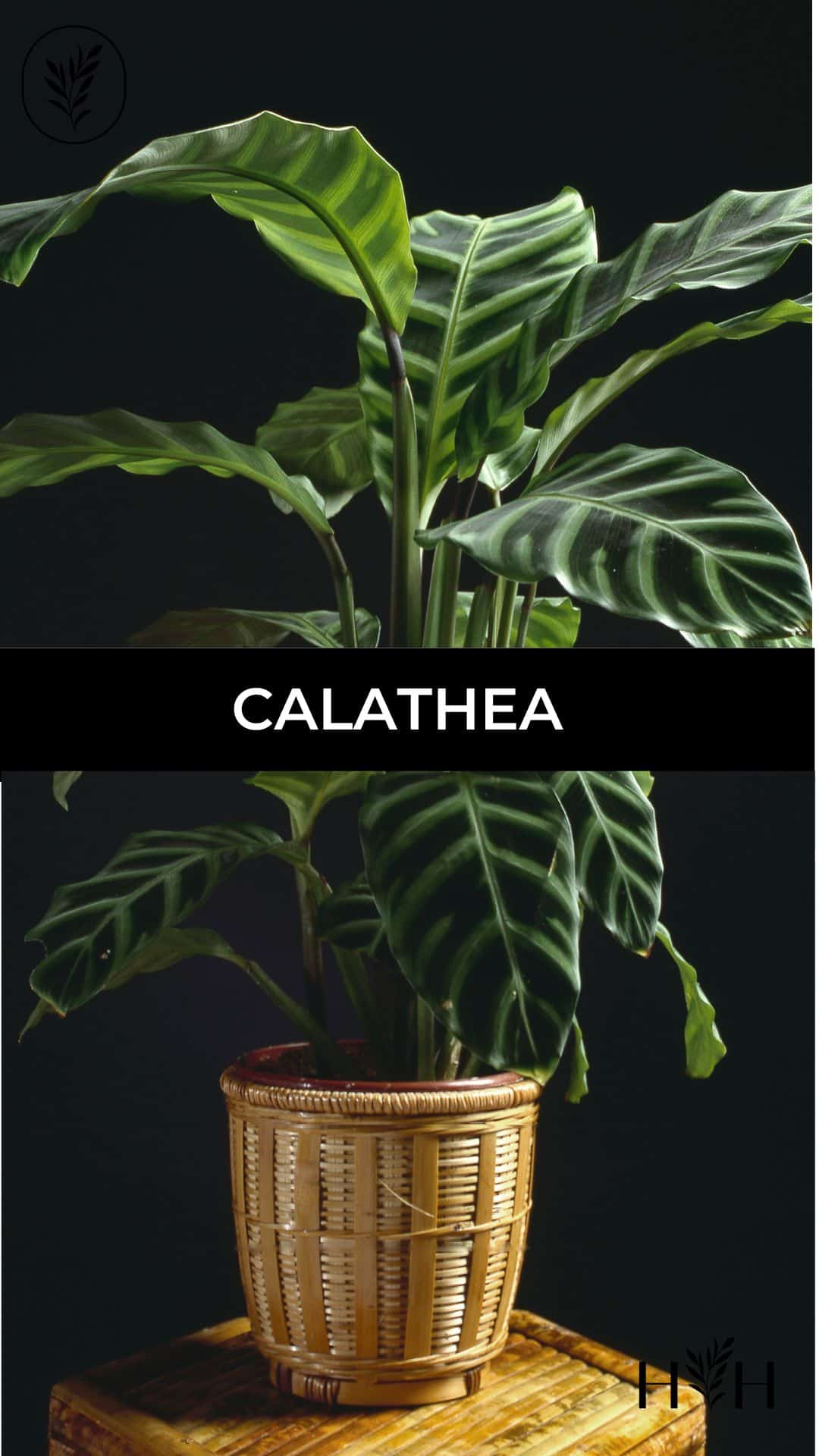 Calathea via @home4theharvest