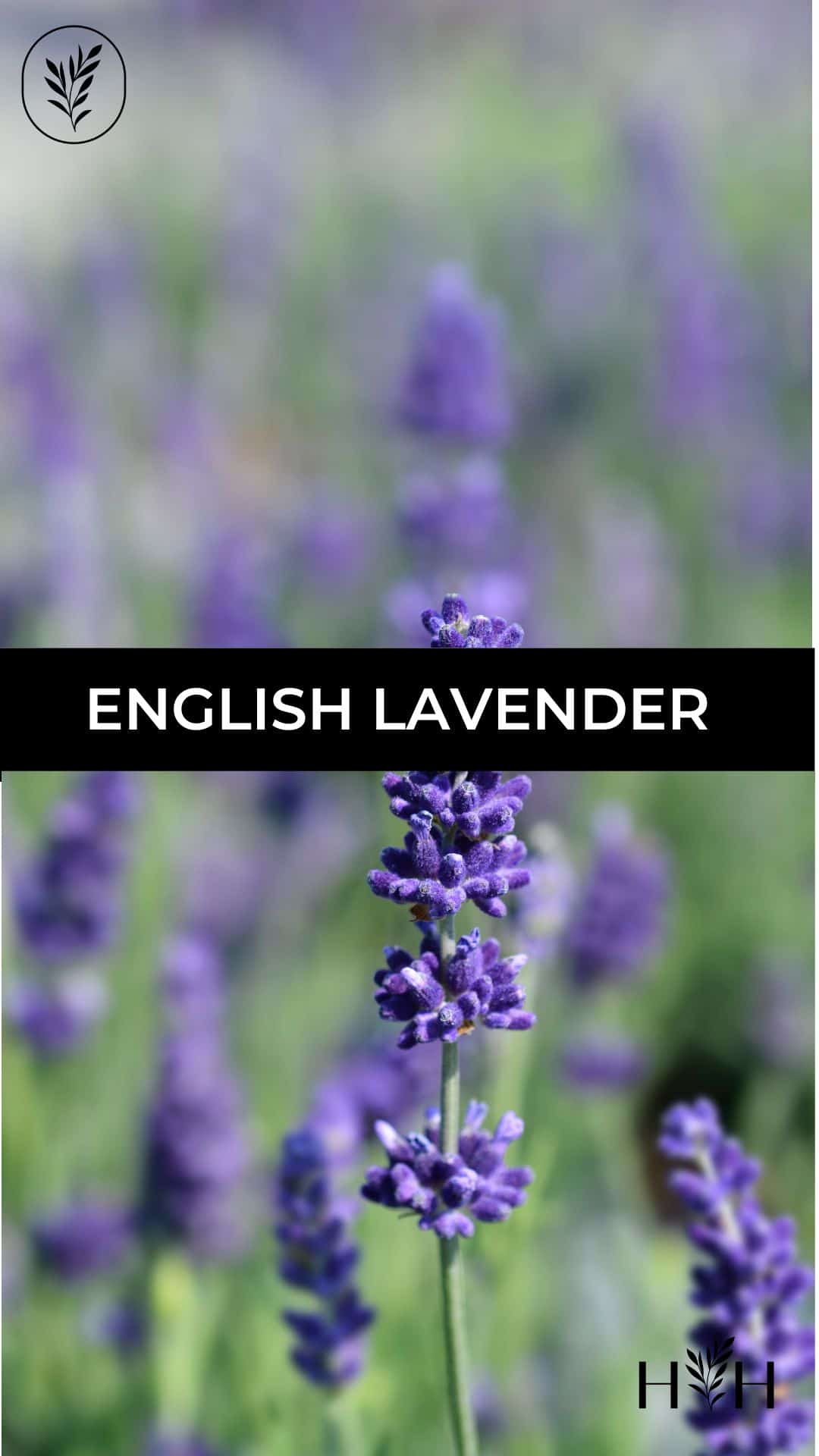 English lavender via @home4theharvest