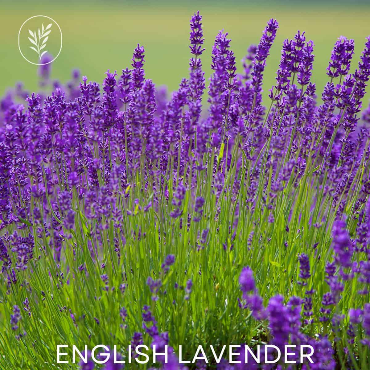 English lavender via @home4theharvest