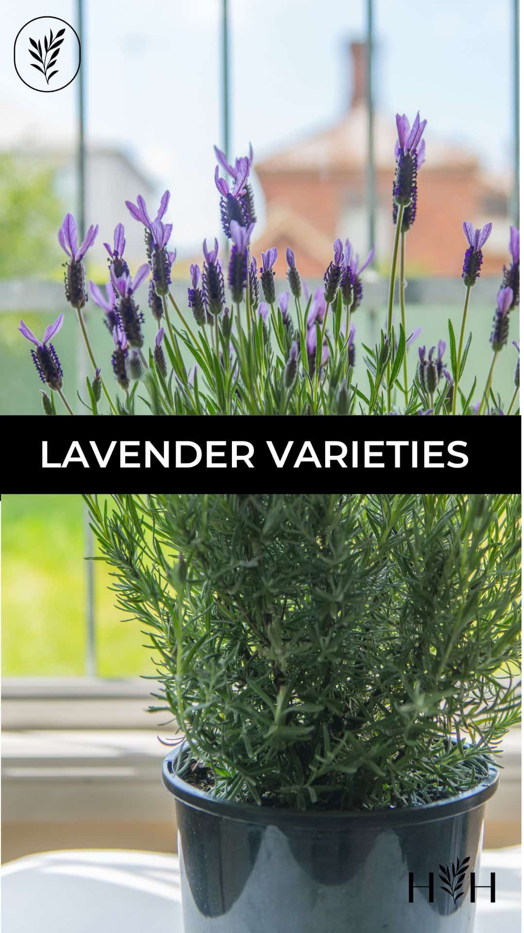 Lavender varieties via @home4theharvest