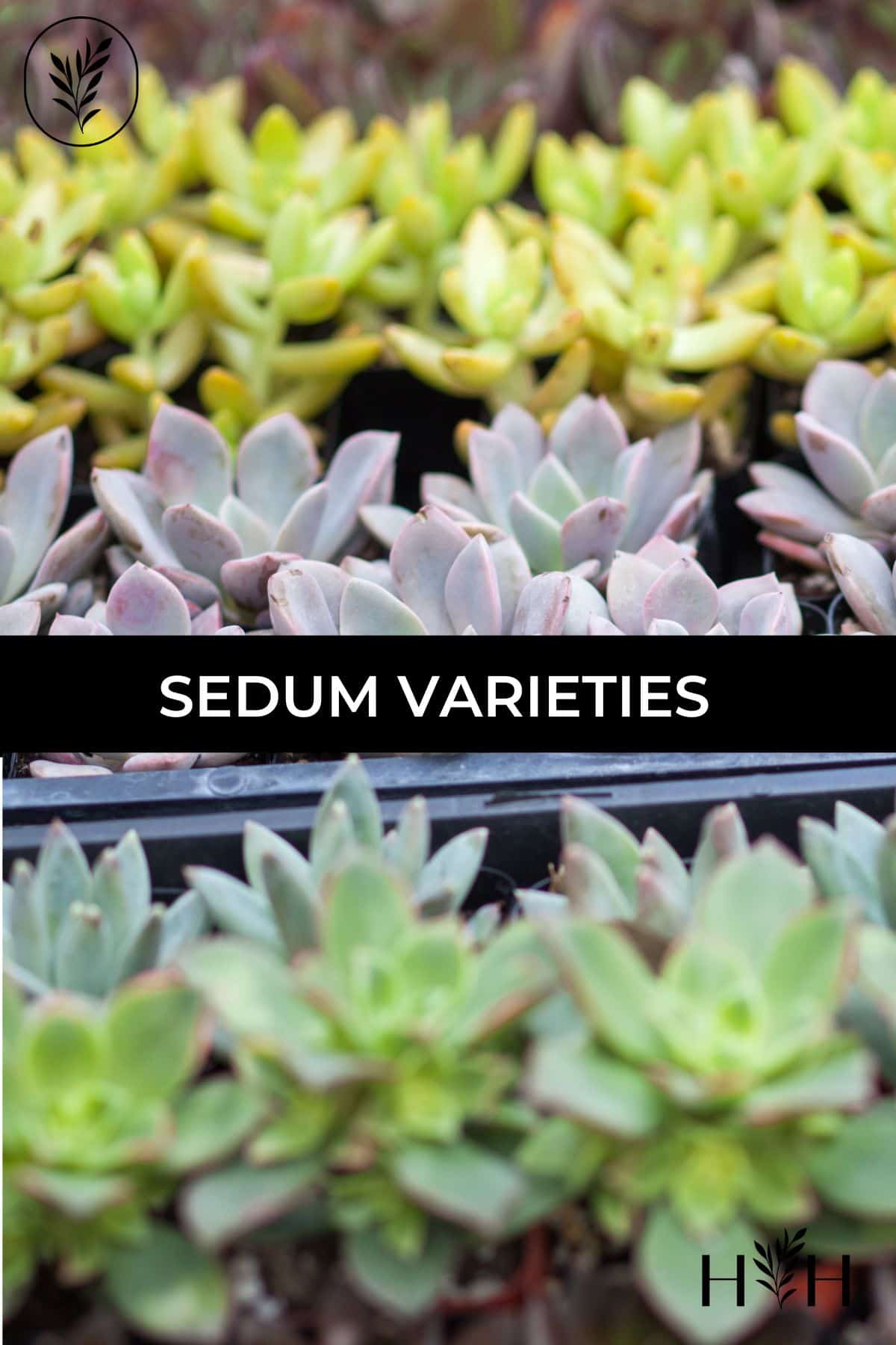 Sedum varieties via @home4theharvest