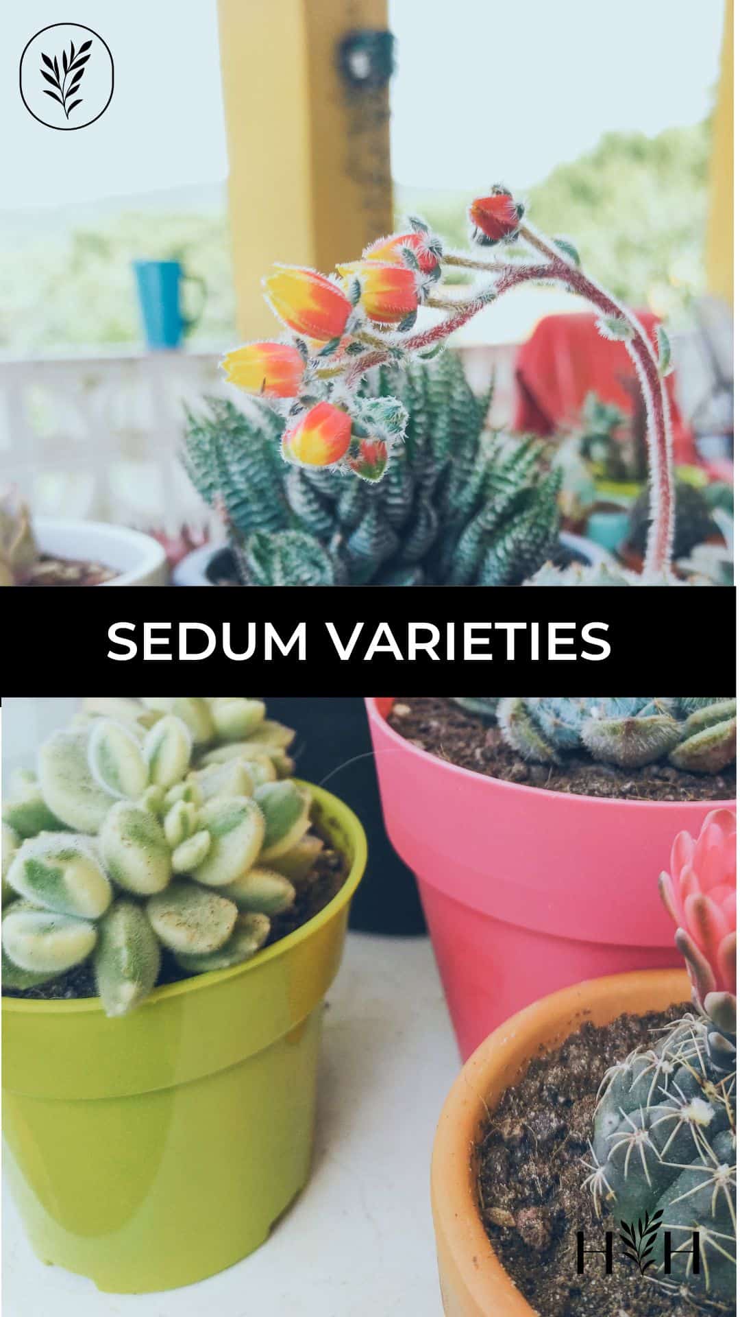 Sedum varieties via @home4theharvest