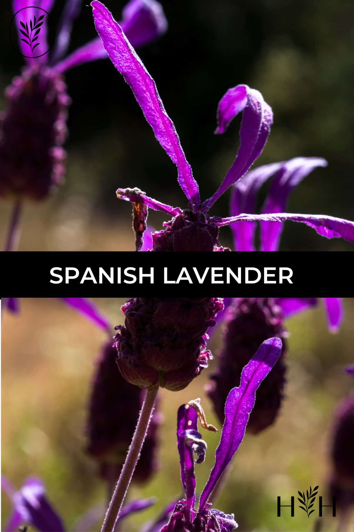 Spanish lavender via @home4theharvest