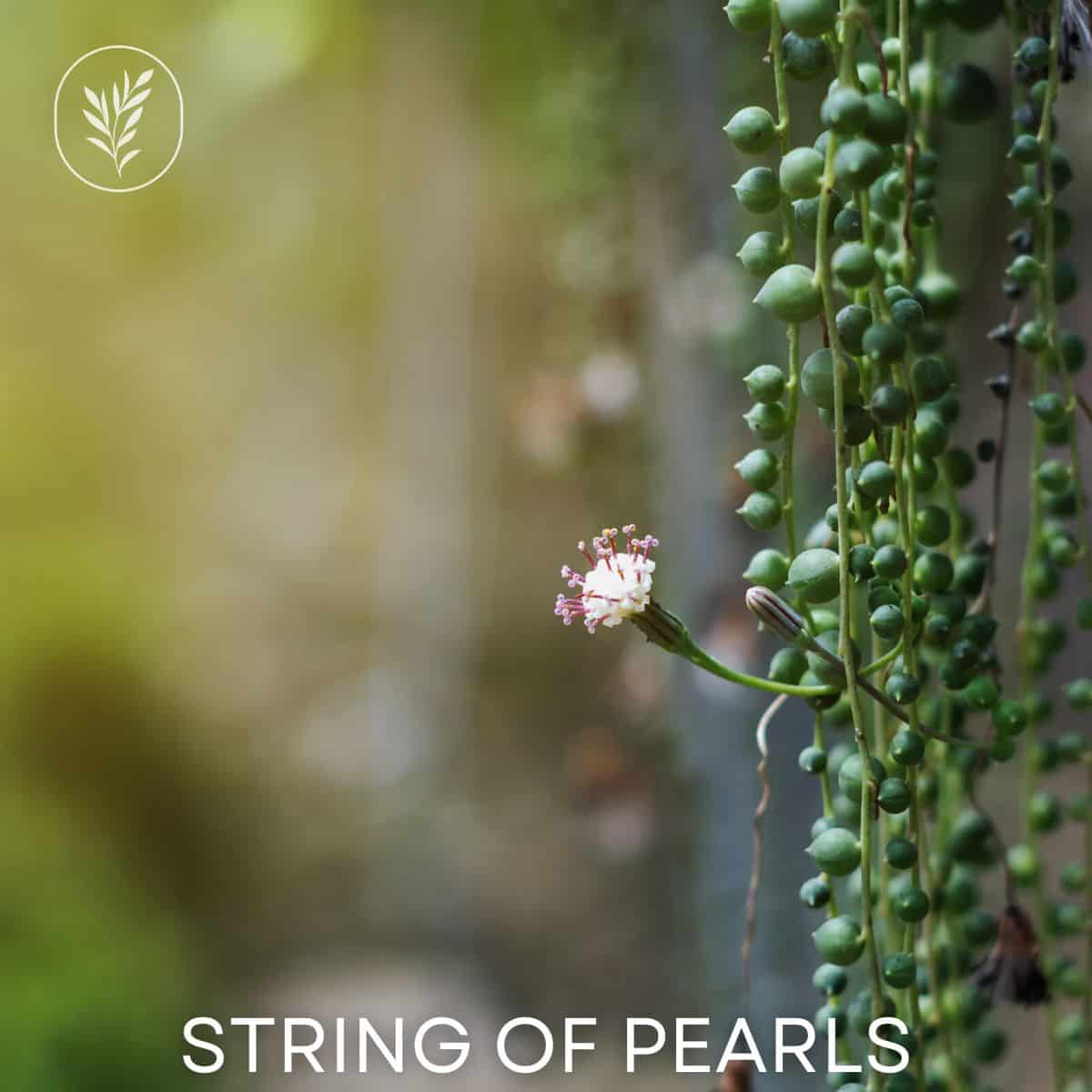 String of pearls via @home4theharvest