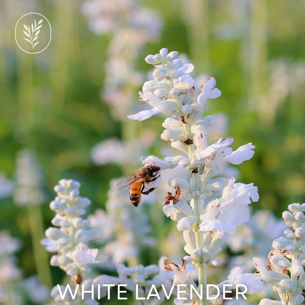 White lavender via @home4theharvest