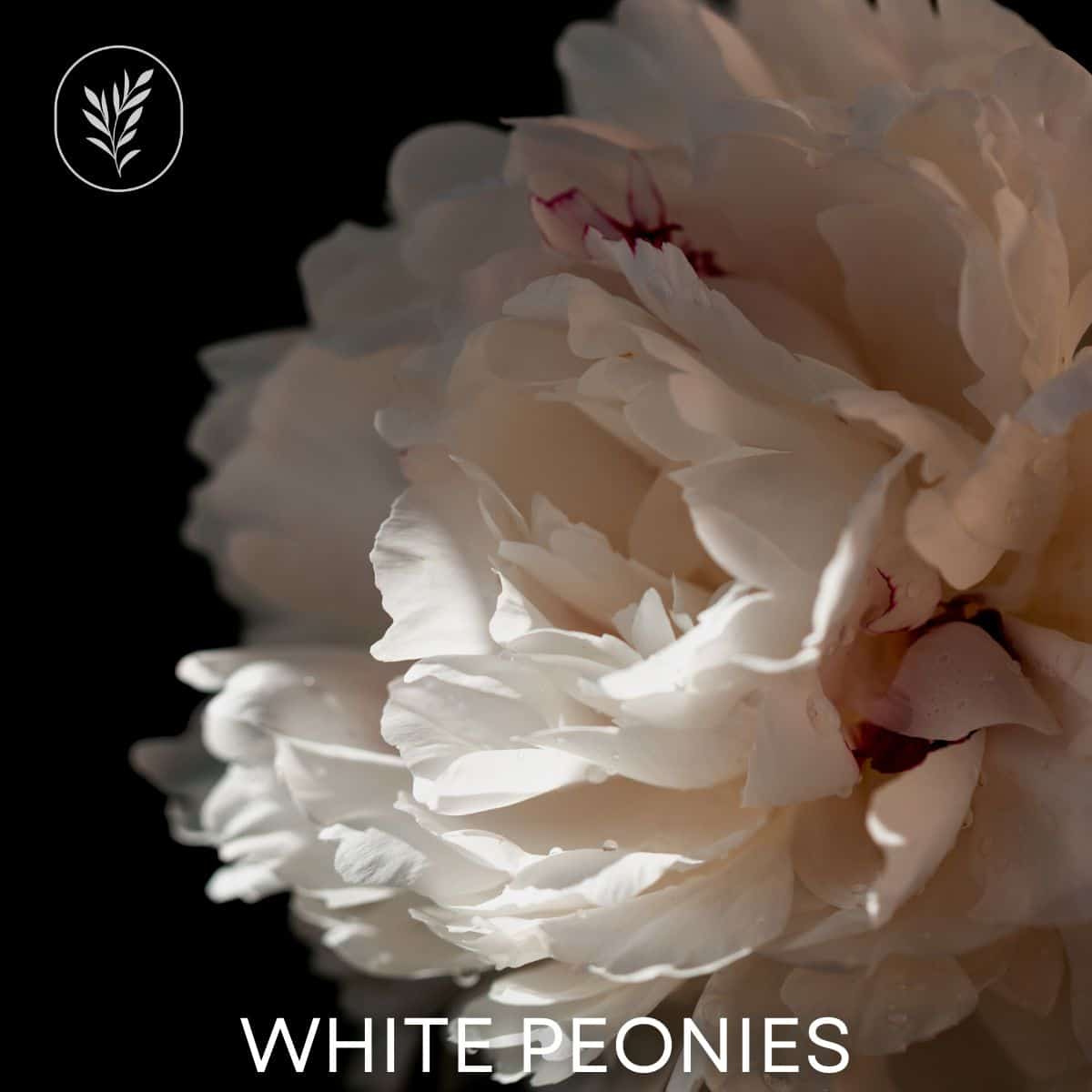 White peonies via @home4theharvest