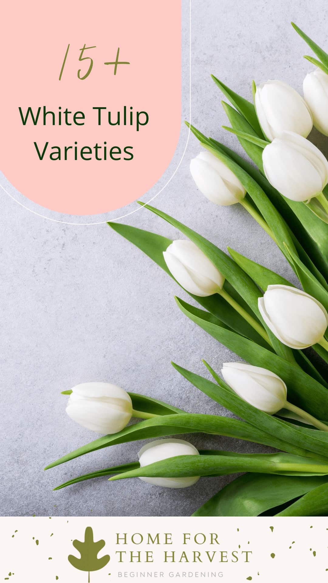 22 white tulips for a perfect spring garden via @home4theharvest