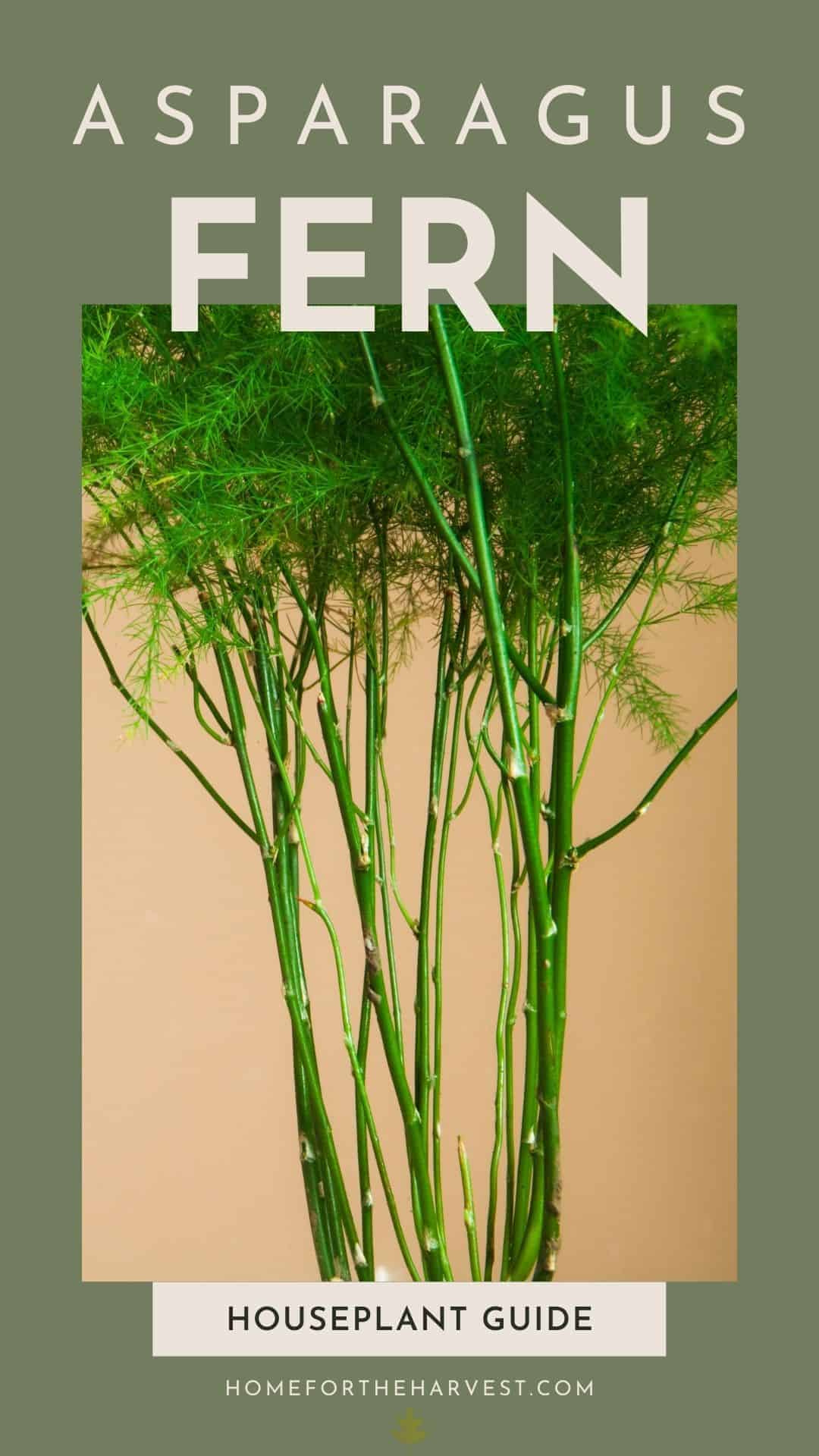 Asparagus fern via @home4theharvest