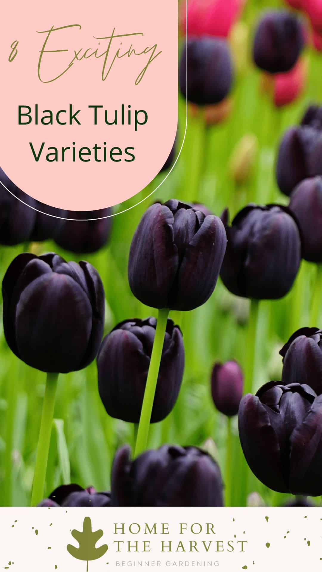 Black tulip varieties via @home4theharvest