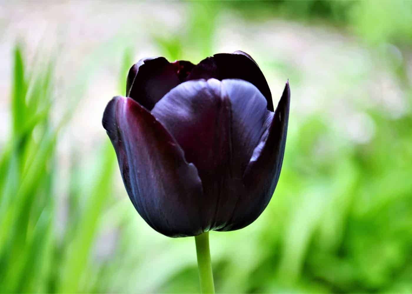 Black tulip flower