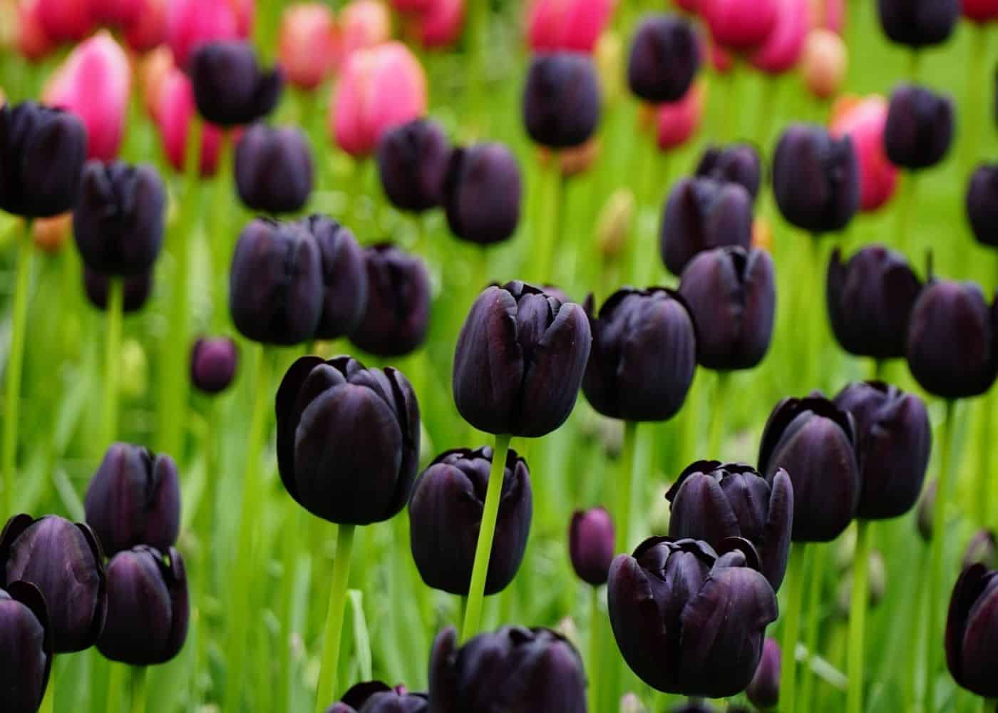 Are Black Tulips Natural 